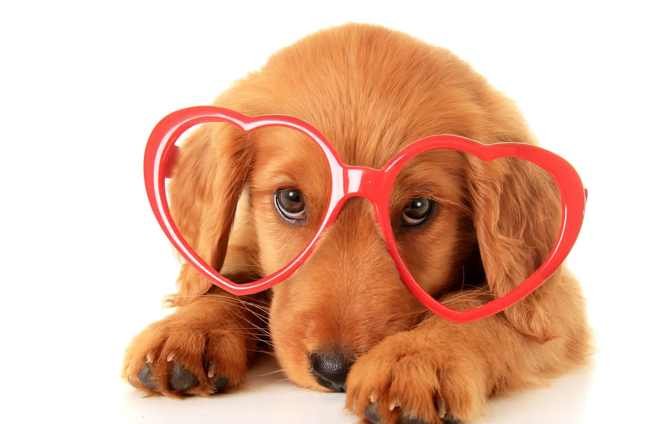 Photo wallpaper glasses, puppy, Retriever, dogs, glasses, retriever