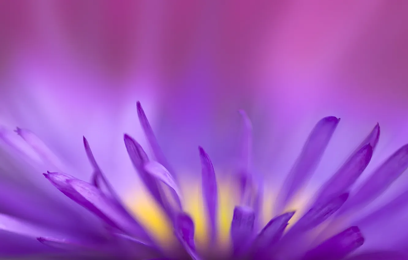 Photo wallpaper flower, purple, fragile, fragile