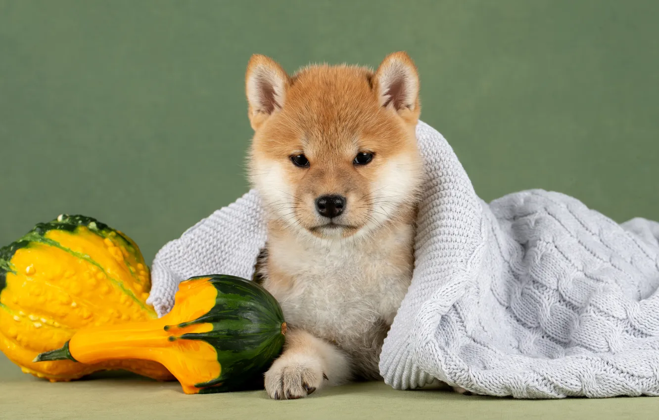 Photo wallpaper look, background, dog, puppy, pumpkin, plaid, face, Shiba inu