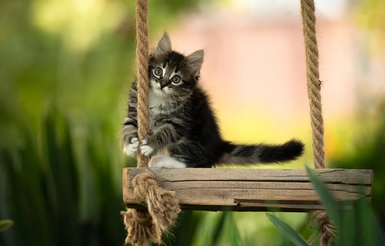 Photo wallpaper look, swing, blur, kitty, Yuriy Korotun