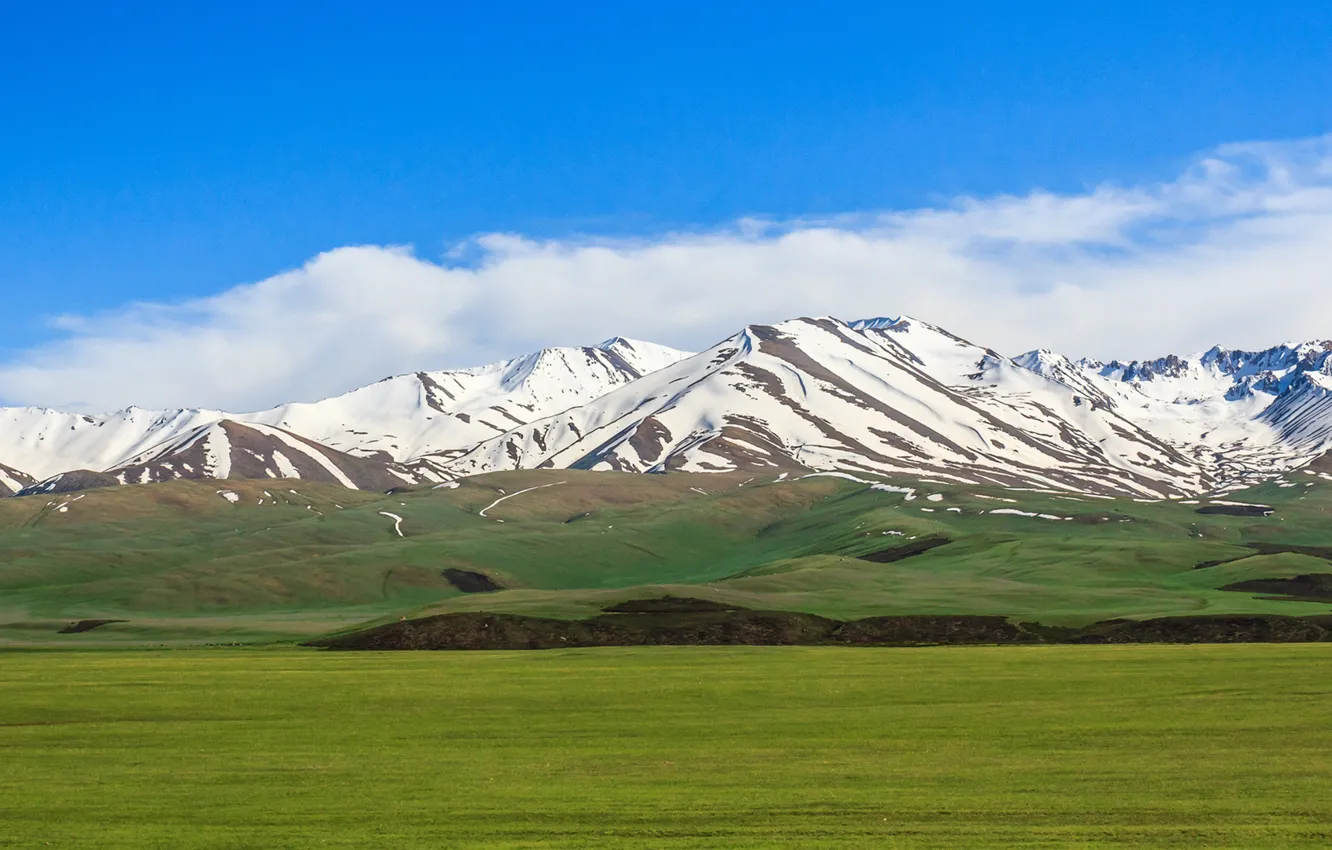 Photo wallpaper field, the sky, grass, clouds, snow, mountains, green, Kyrgyzstan