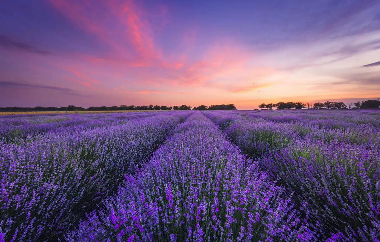 Photo wallpaper field, summer, the sky, clouds, light, flowers, dawn, morning