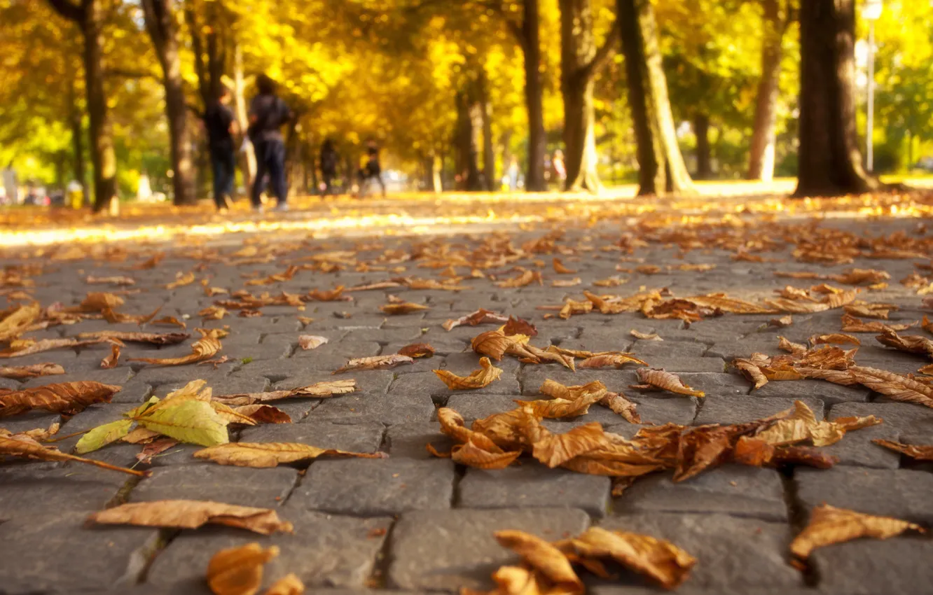 Photo wallpaper autumn, leaves, trees, nature, Park, colors, walk, road
