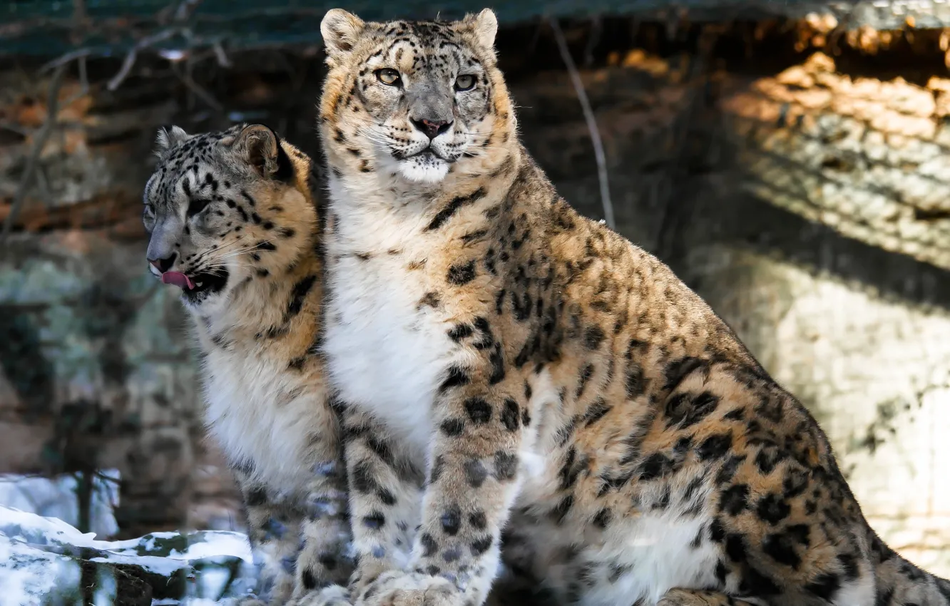 Photo wallpaper cat, snow leopards, big cats, leopards