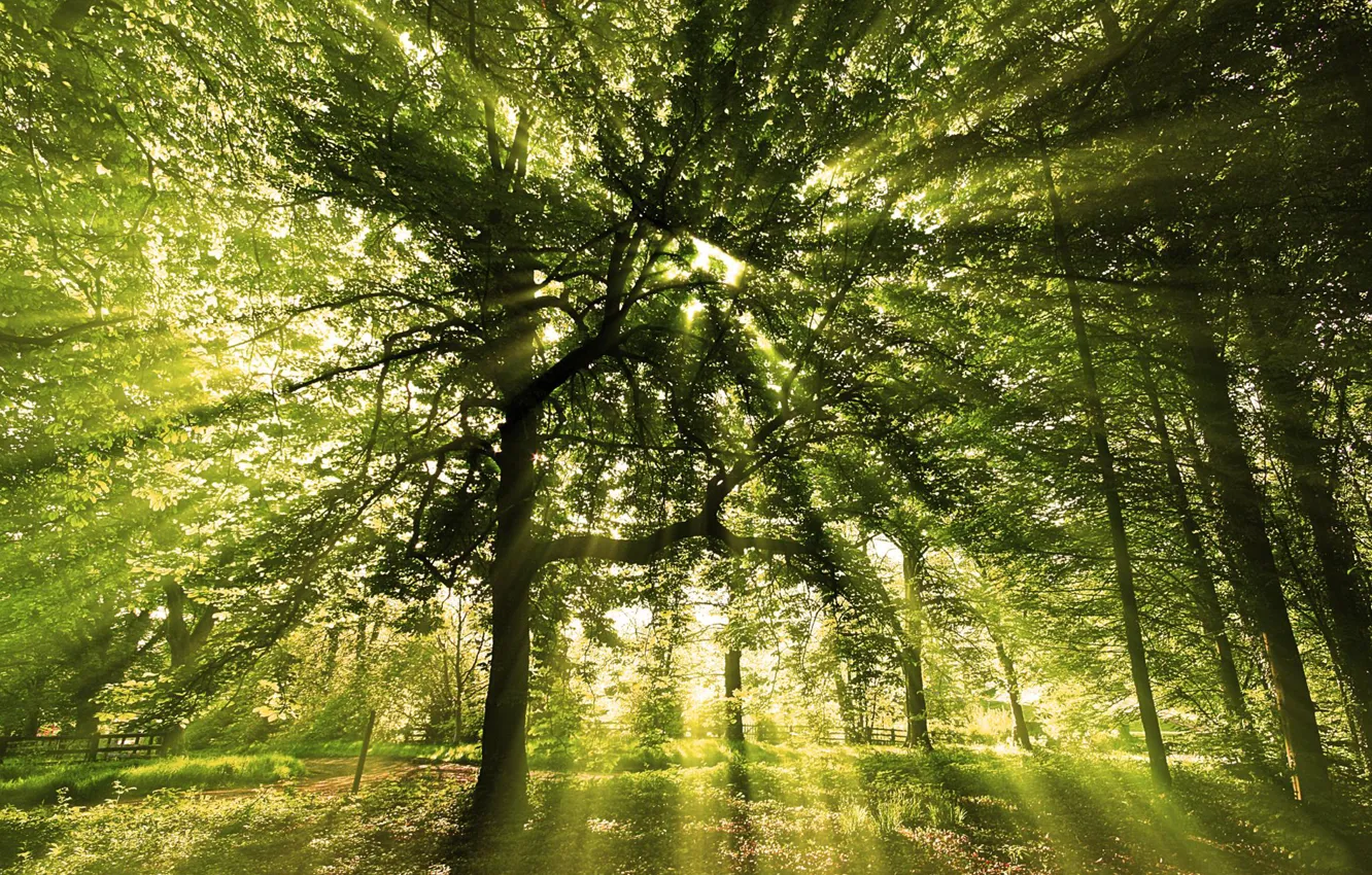 Photo wallpaper FOREST, The SUN, GREENS, LEAVES, LIGHT, BRANCHES, VEGETATION, RAYS