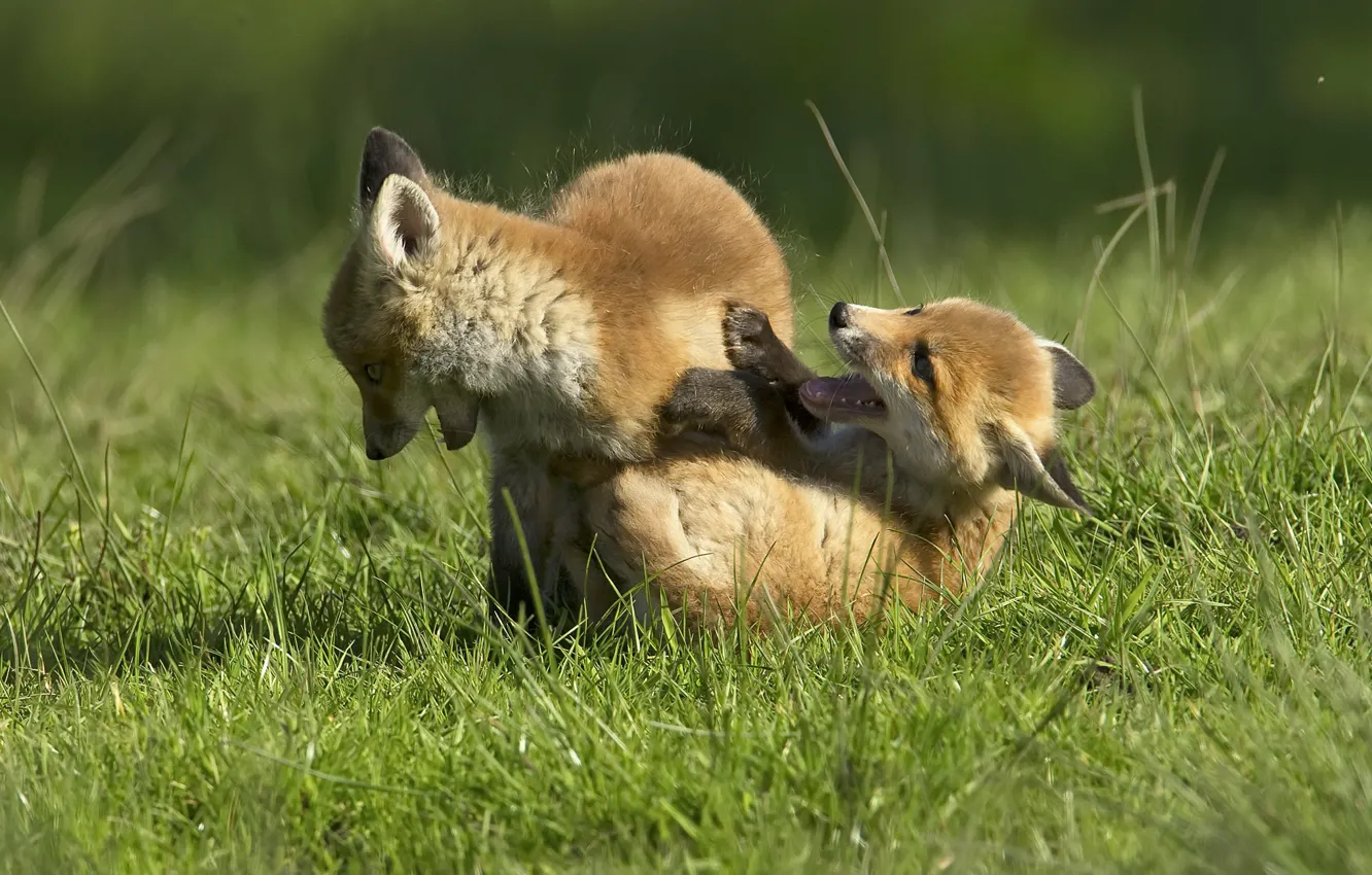 Photo wallpaper summer, nature, Fox