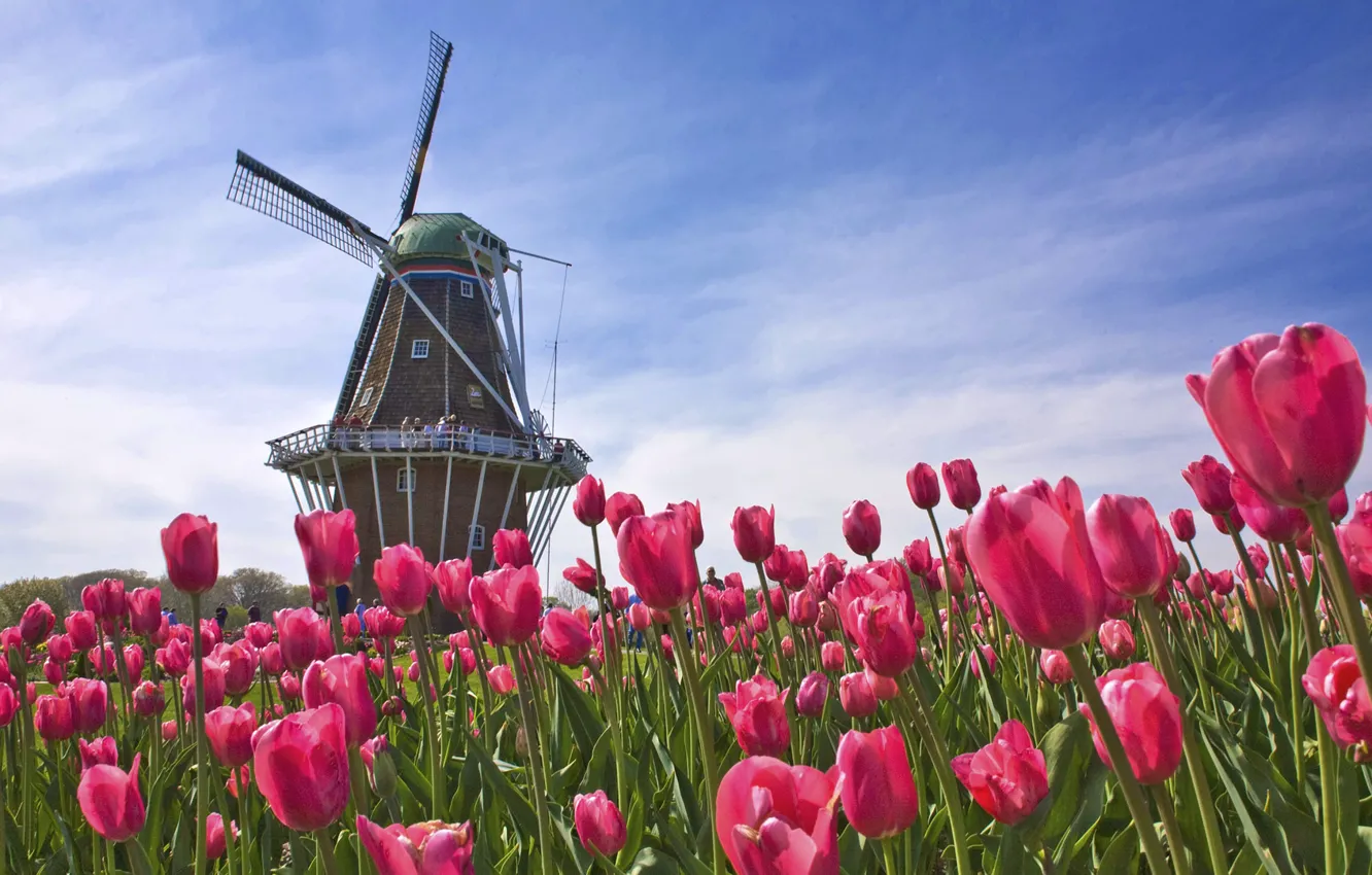 Photo wallpaper field, mill, tulips, Netherlands, Holland
