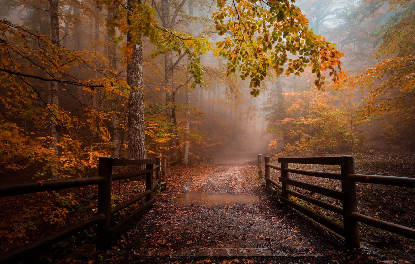 Photo wallpaper road, autumn, forest, light, trees, fog, foliage, the fence