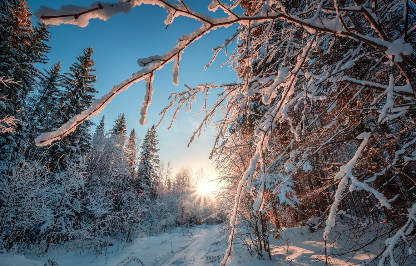 Photo wallpaper winter, forest, the sun, rays, snow, trees, frost, Perm Krai