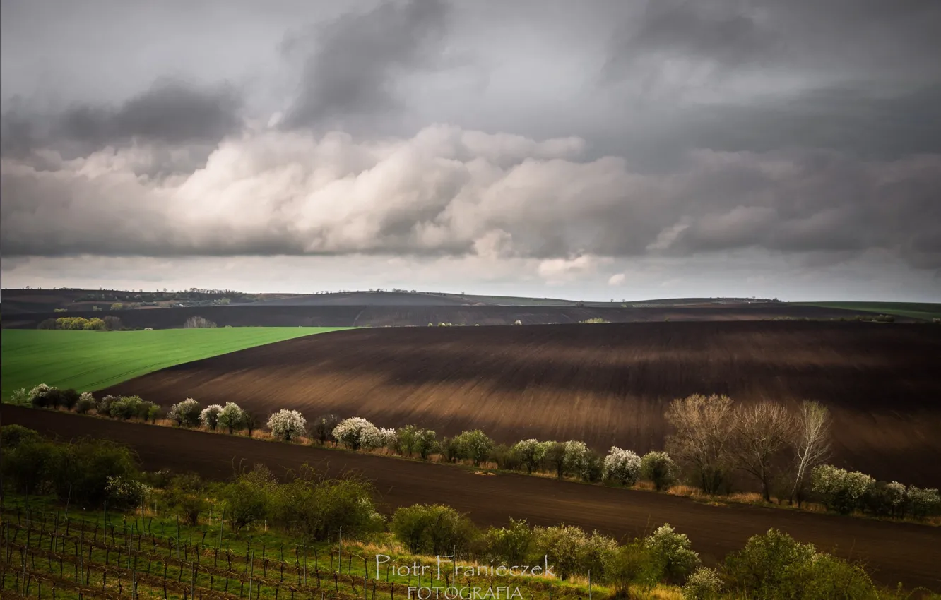 Photo wallpaper field, trees, clouds