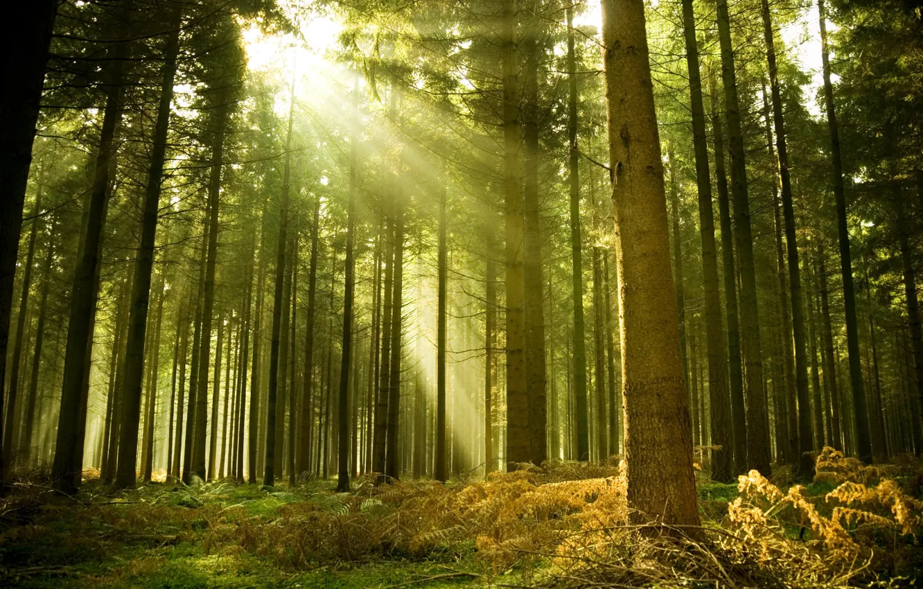 Photo wallpaper landscape, nature, mood