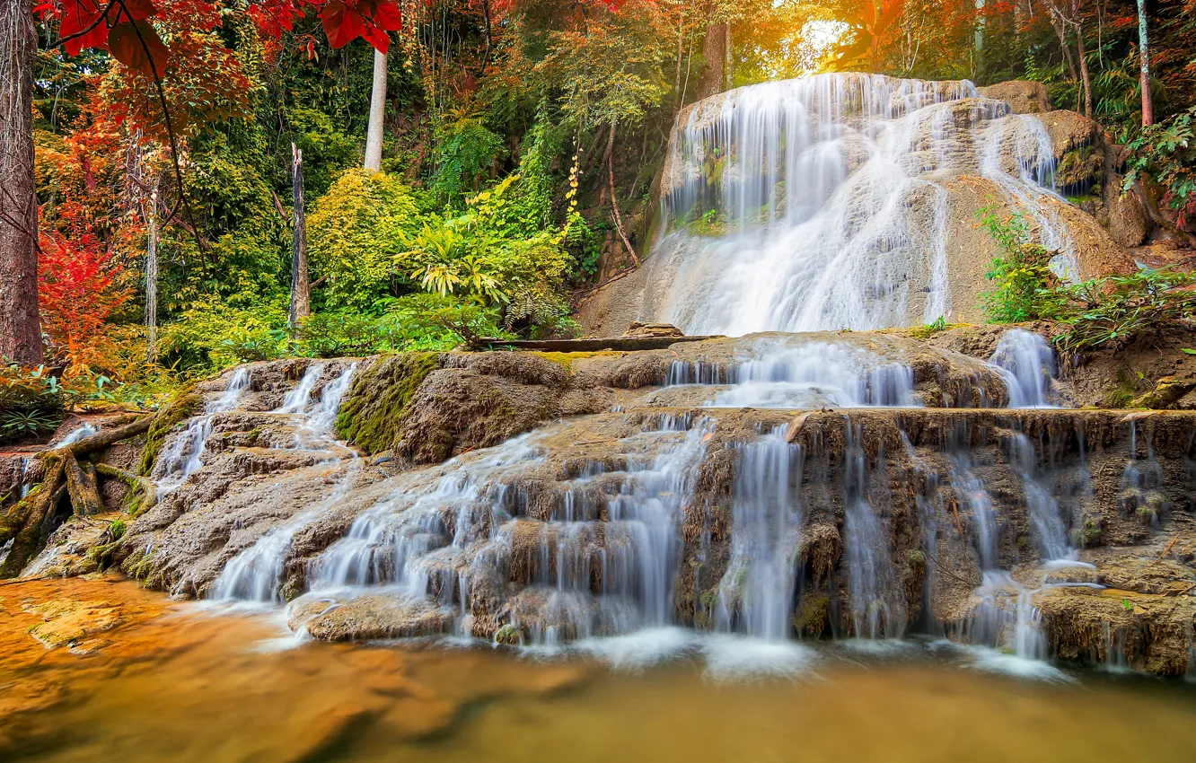 Photo wallpaper forest, trees, landscape, nature, waterfall, stream