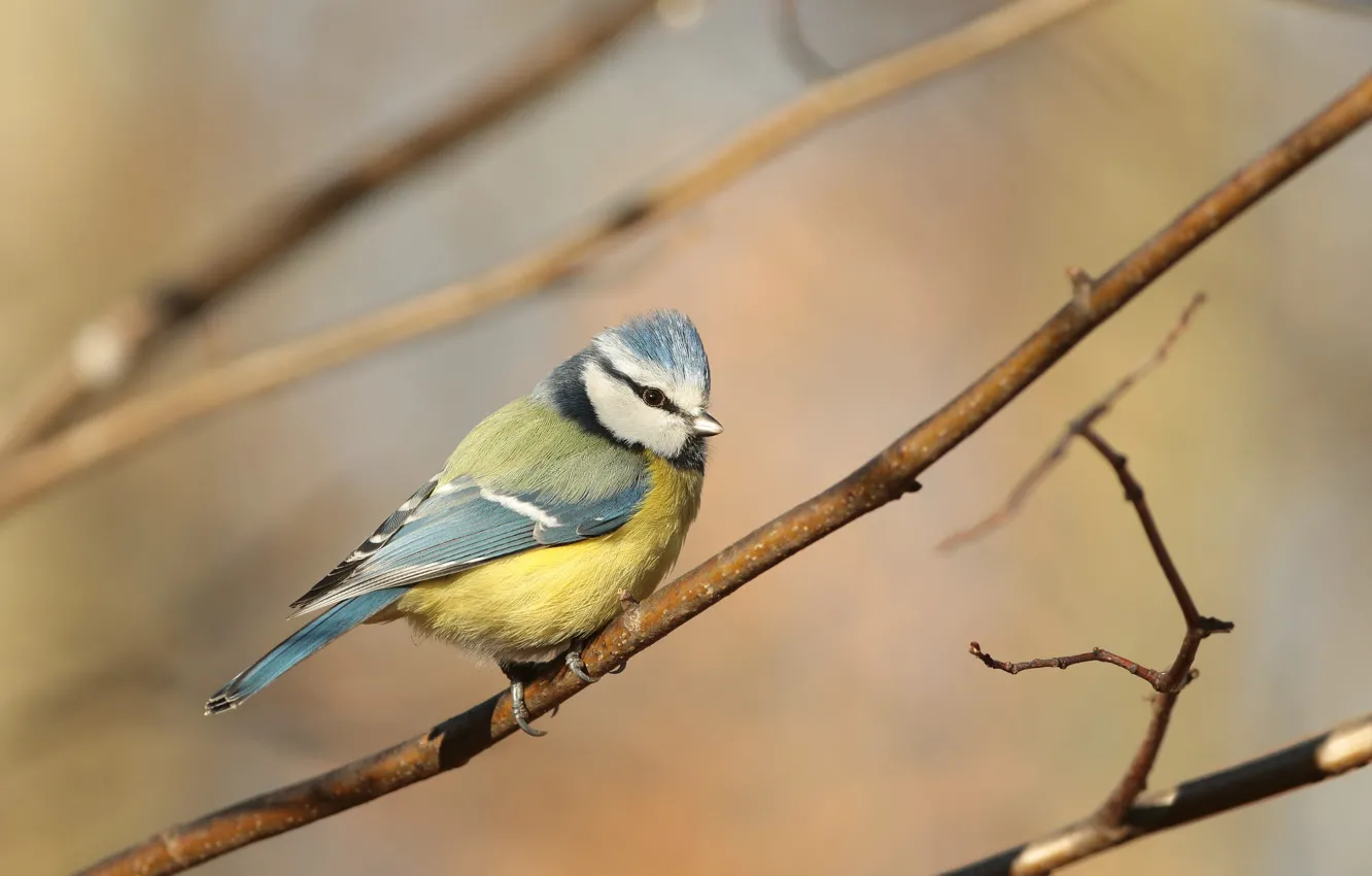 Photo wallpaper branches, background, bird, spring, tit