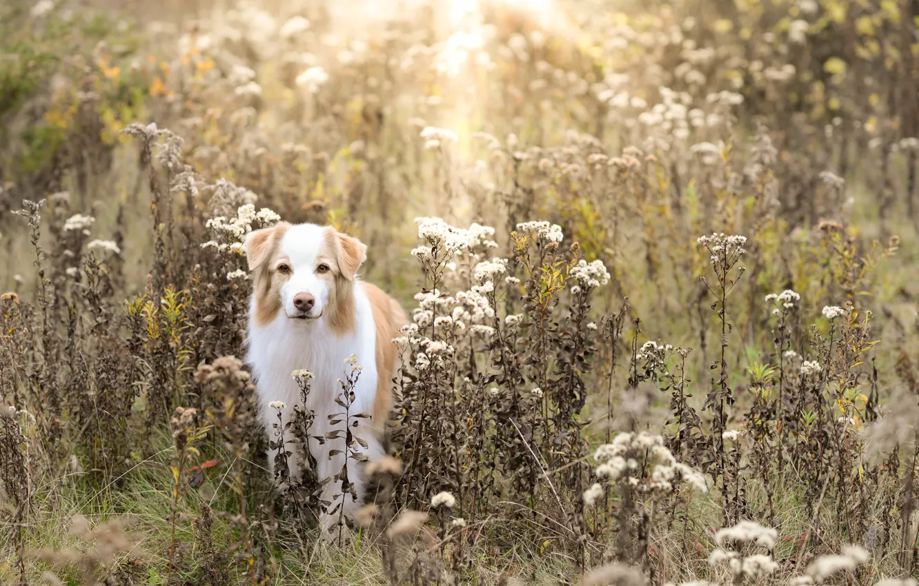 Photo wallpaper field, autumn, dog