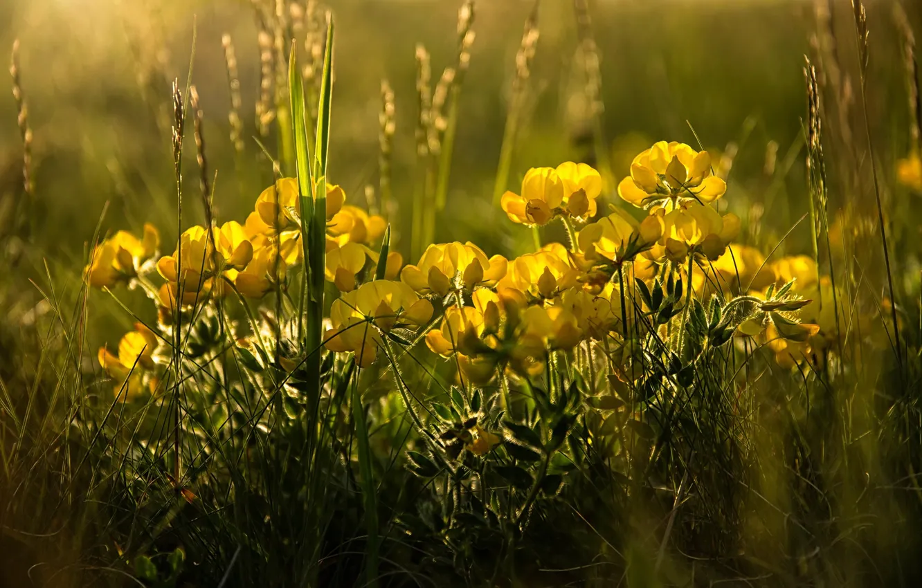 Photo wallpaper grass, light, flowers, spring