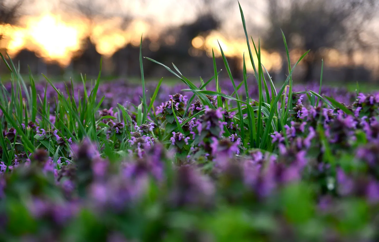 Photo wallpaper grass, flowers, spring, blur