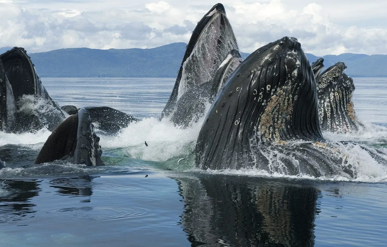 Photo wallpaper animals, whales, sea
