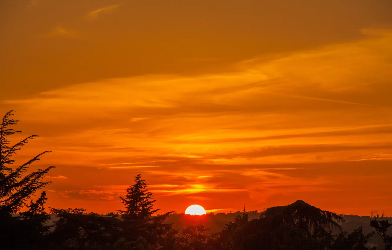 Photo wallpaper the sun, trees, sunset, silhouette