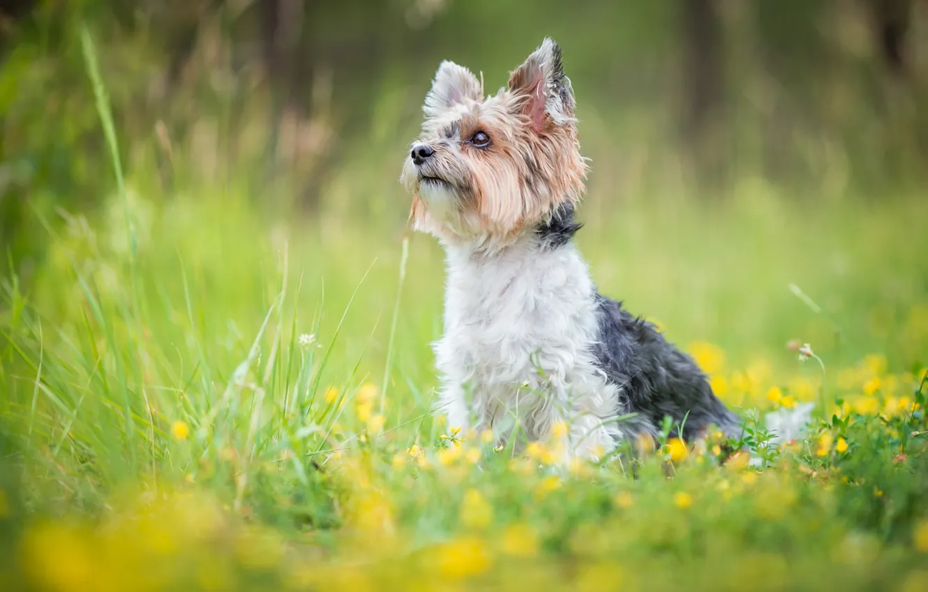 Wallpaper Greens Summer Grass Look Face Flowers Nature Pose For