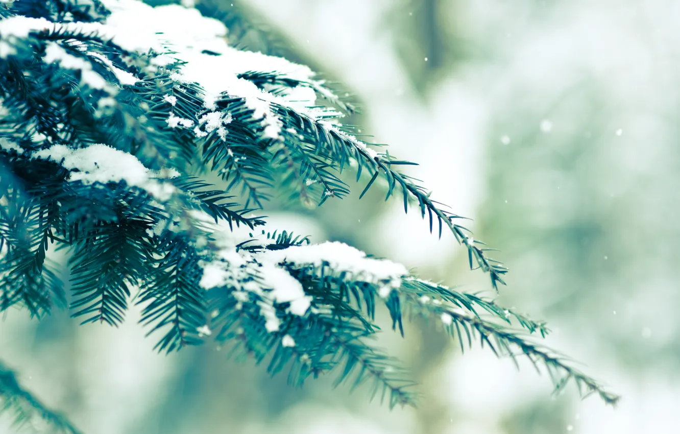 Photo wallpaper winter, greens, snow, spruce, bokeh
