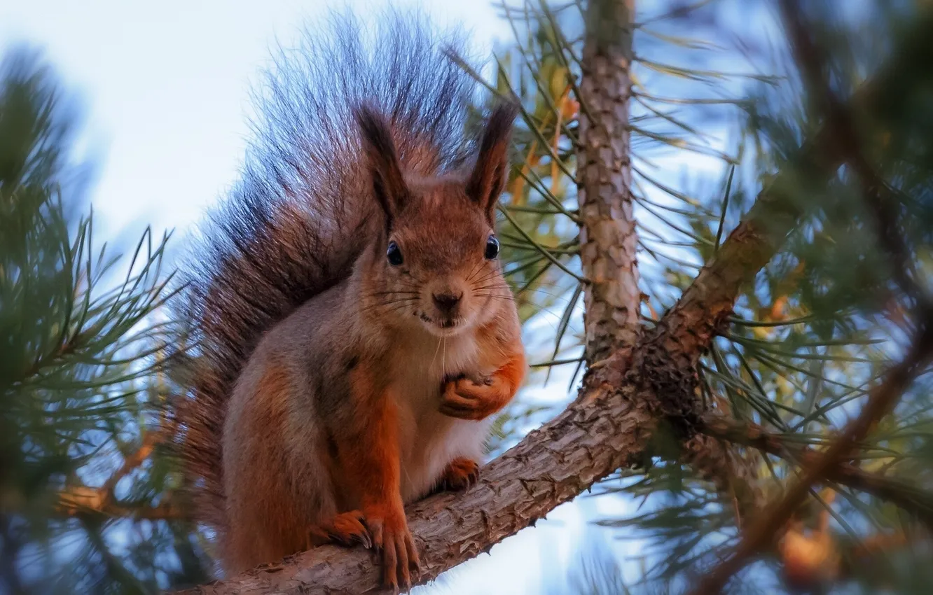 Photo wallpaper branches, protein, pine