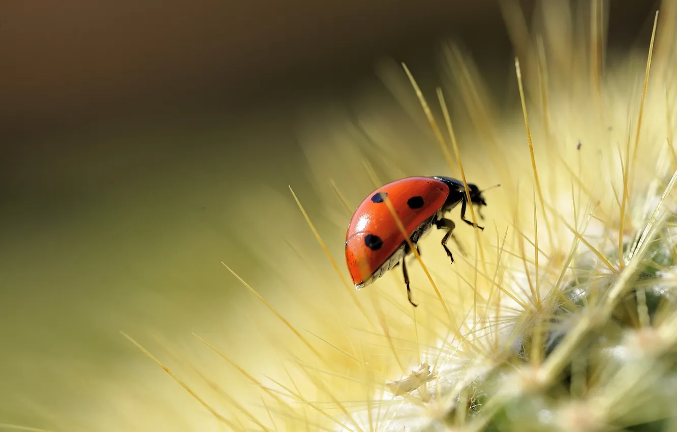 Photo wallpaper macro, nature, ladybug