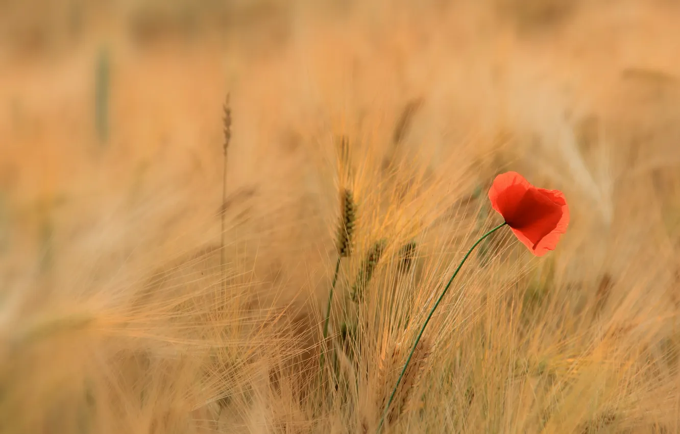 Photo wallpaper field, grass, flowers, Mac, ears