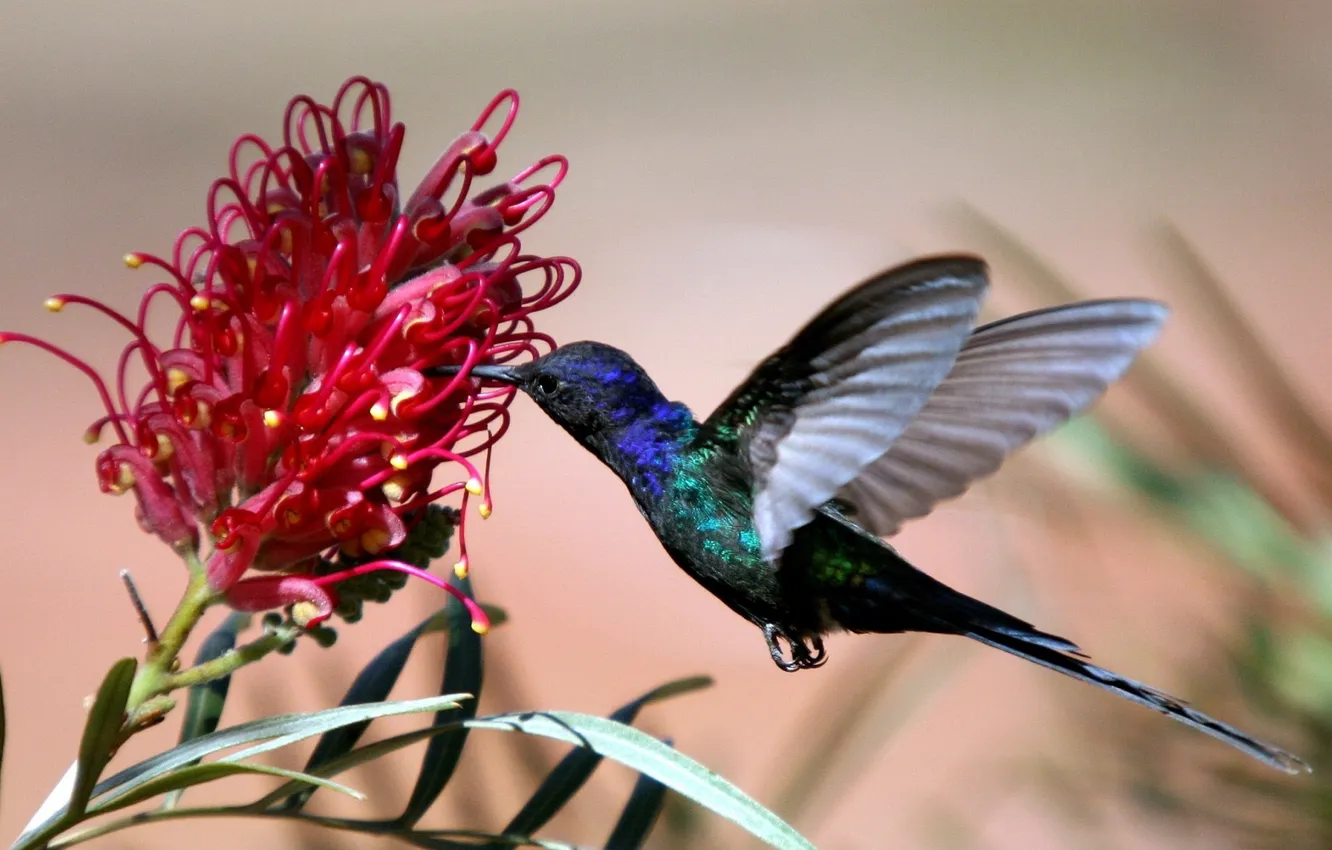 Photo wallpaper flight, flowers, nectar, wings, Hummingbird, bird
