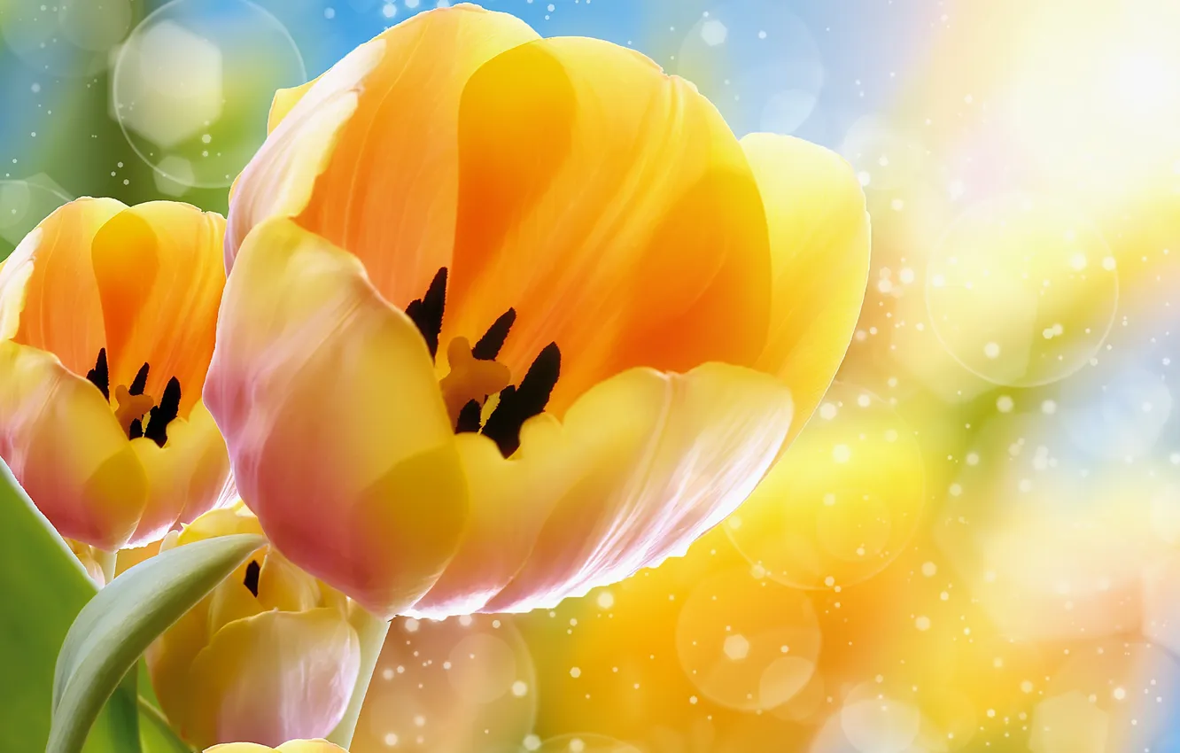 Photo wallpaper Tulip, petals, bokeh