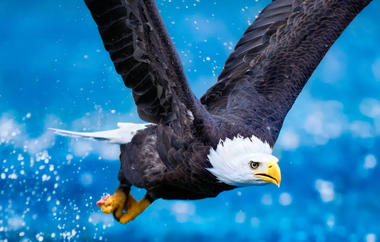 Photo wallpaper water, flight, animal, bird, eagle, wings, kogt