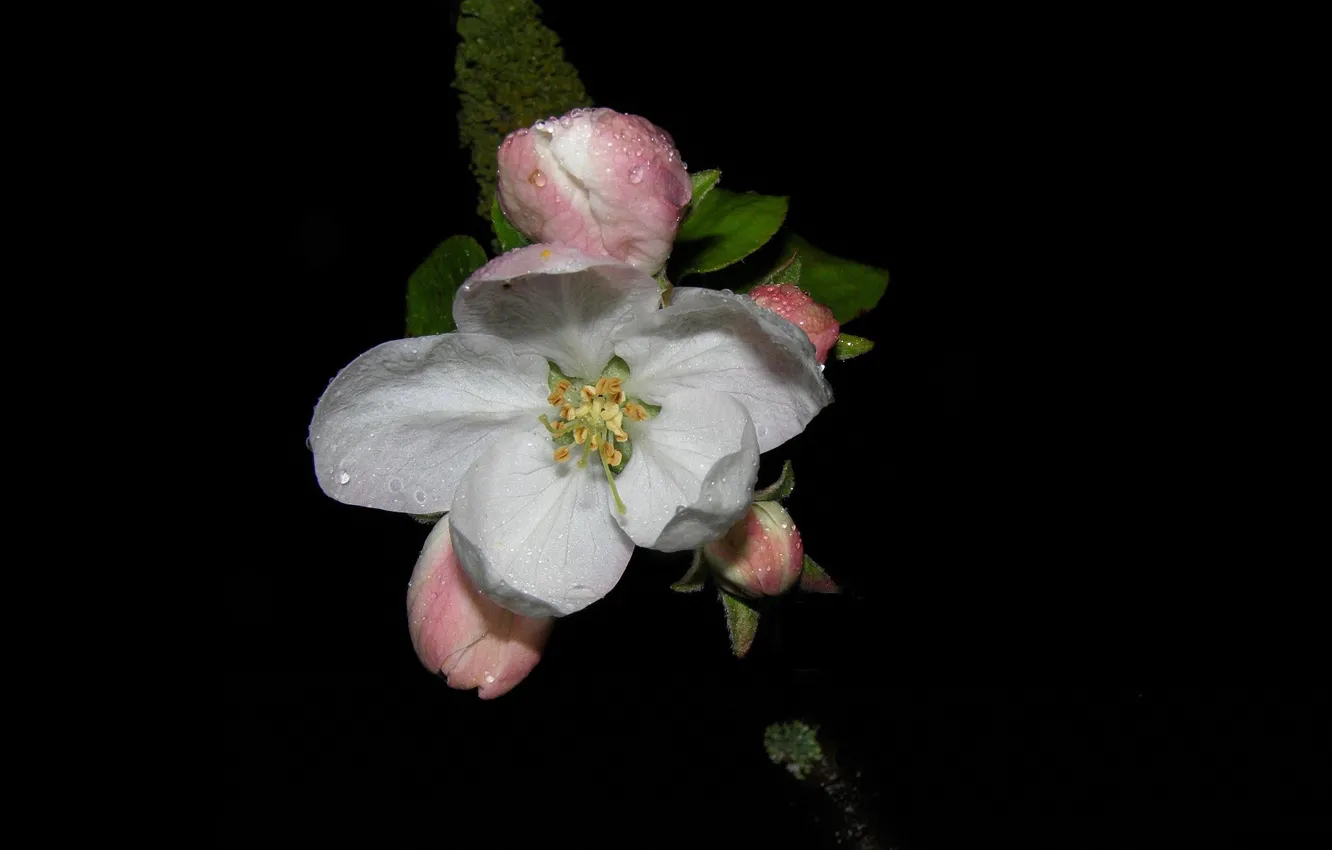 Photo wallpaper drops, flowers, Apple, black background