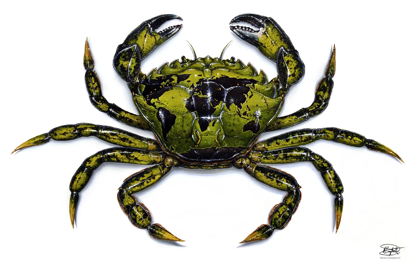 Photo wallpaper green, drawing, crab, crustacean