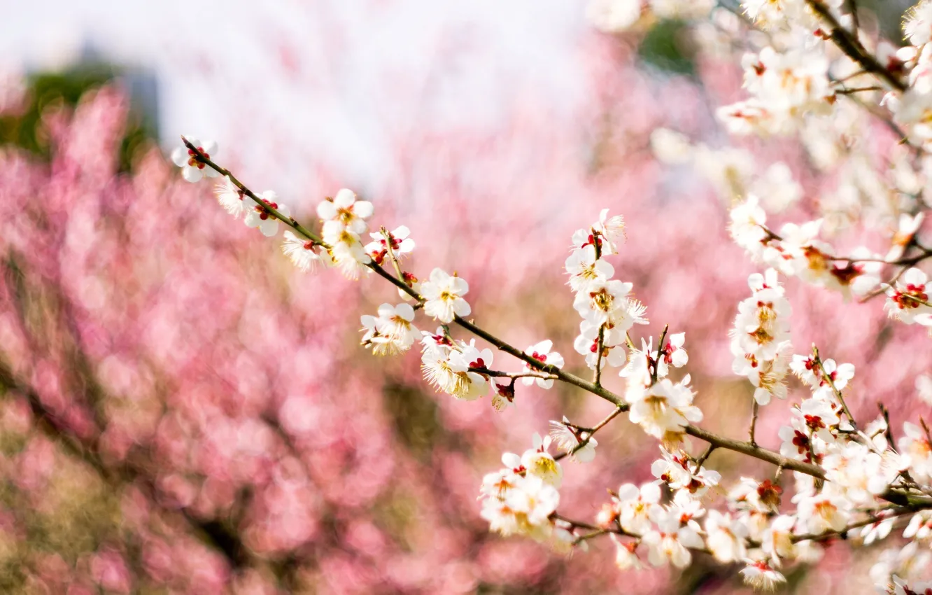 Photo wallpaper macro, flowers, branches, nature, background, tree, pink, spring