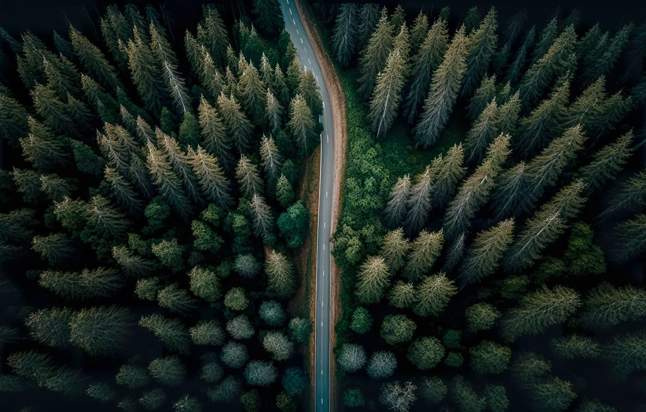 Photo wallpaper road, autumn, forest, landscape, colorful, dark, forest, road