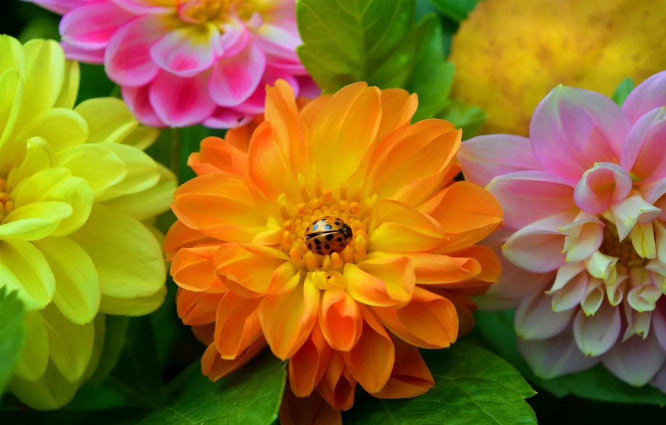 Photo wallpaper flowers, colors, flowers, Georgina, dahlias