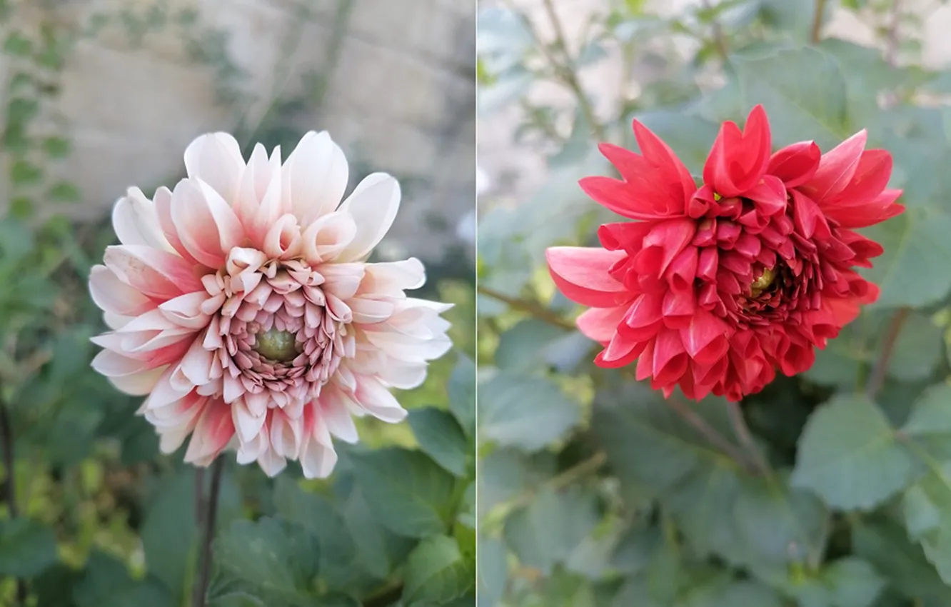 Photo wallpaper flowers, October, Dahlia