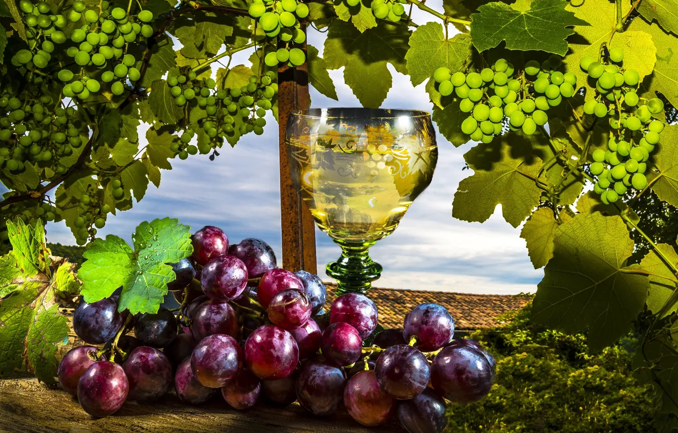 Photo wallpaper wine, grapes, vine, Wine, Grapes, Stemware