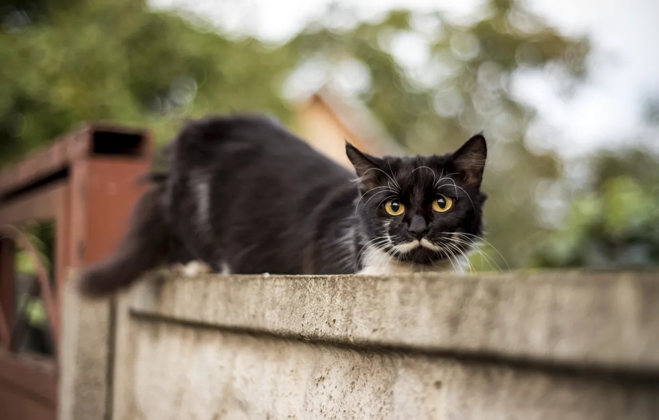Photo wallpaper cat, summer, eyes, cat, mustache, look, animal, black
