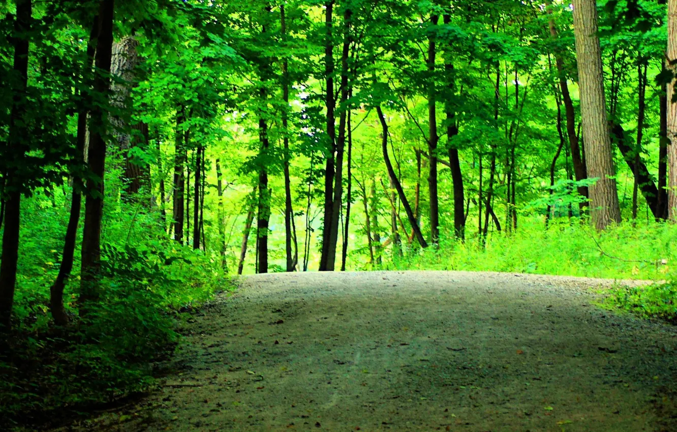 Photo wallpaper road, greens, forest, summer