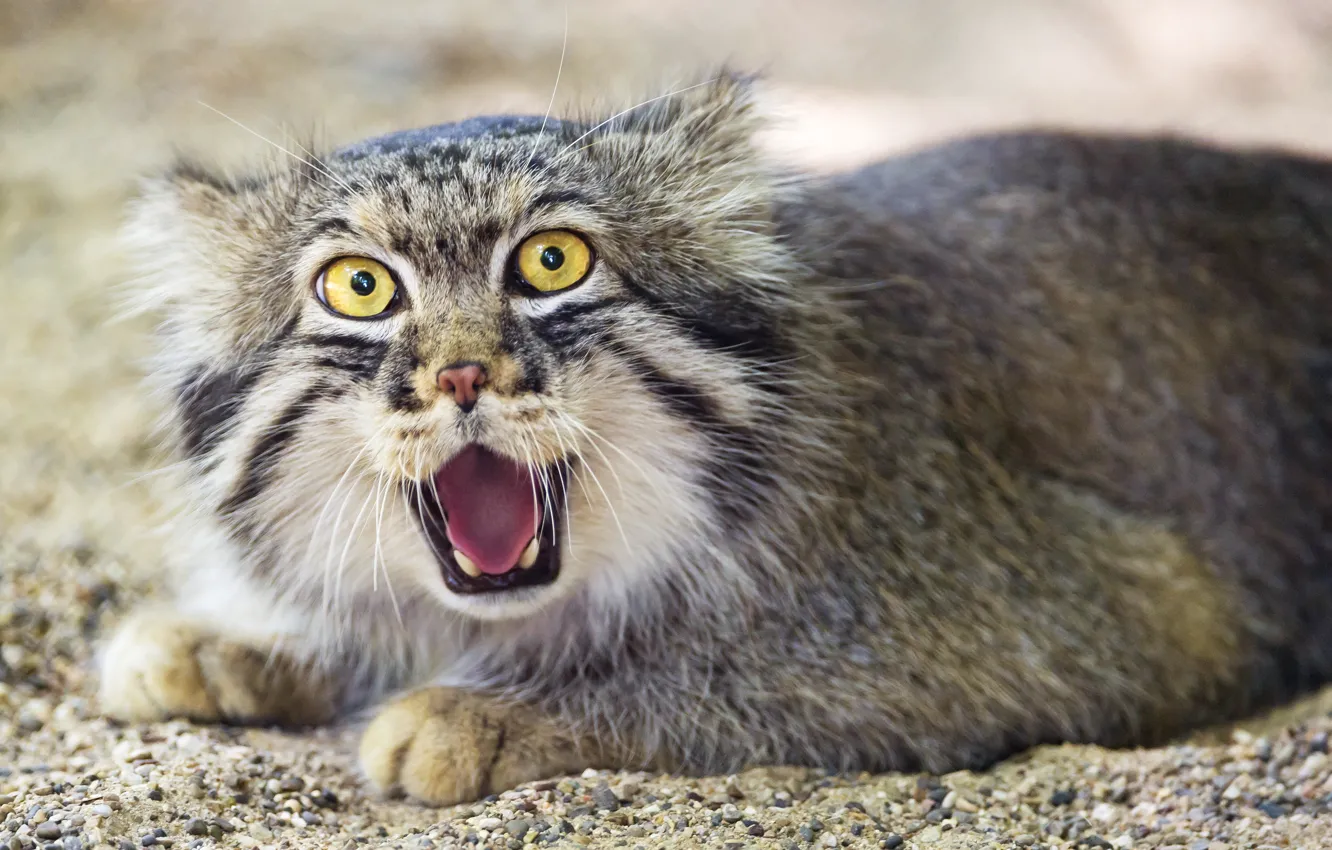 Photo wallpaper cat, manul, ©Tambako The Jaguar