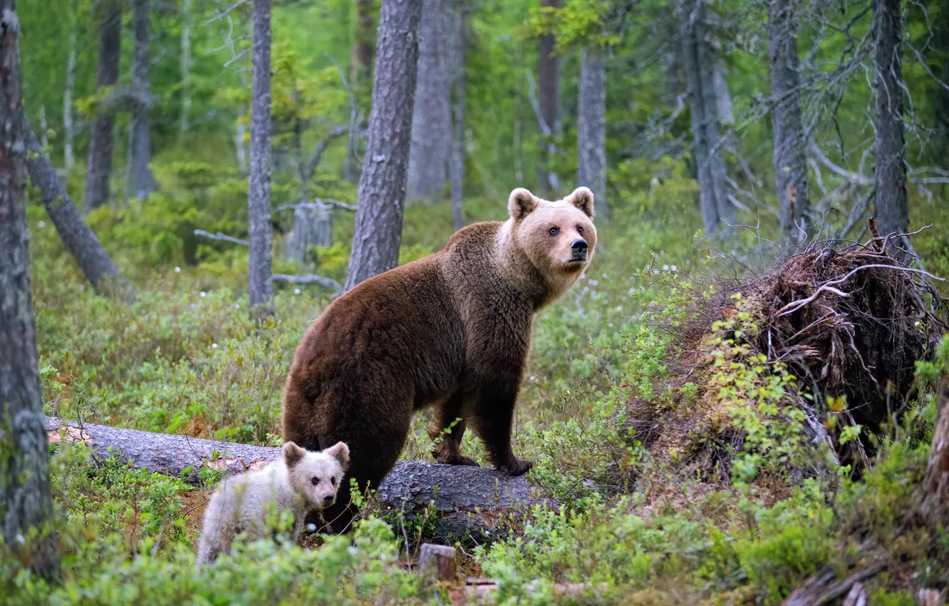 Photo wallpaper forest, nature, pose, baby, bear, pair, bear, walk