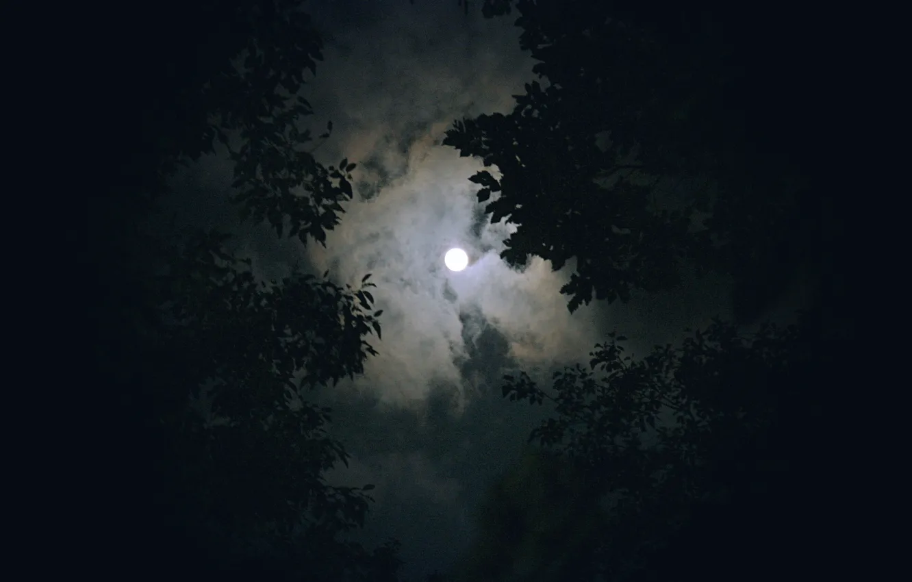 Photo wallpaper forest, the sky, clouds, trees, night, nature, the moon, the full moon