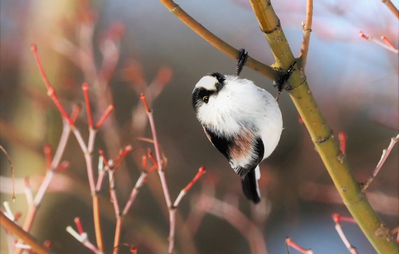 Photo wallpaper branches, nature, bird, long-tailed tit