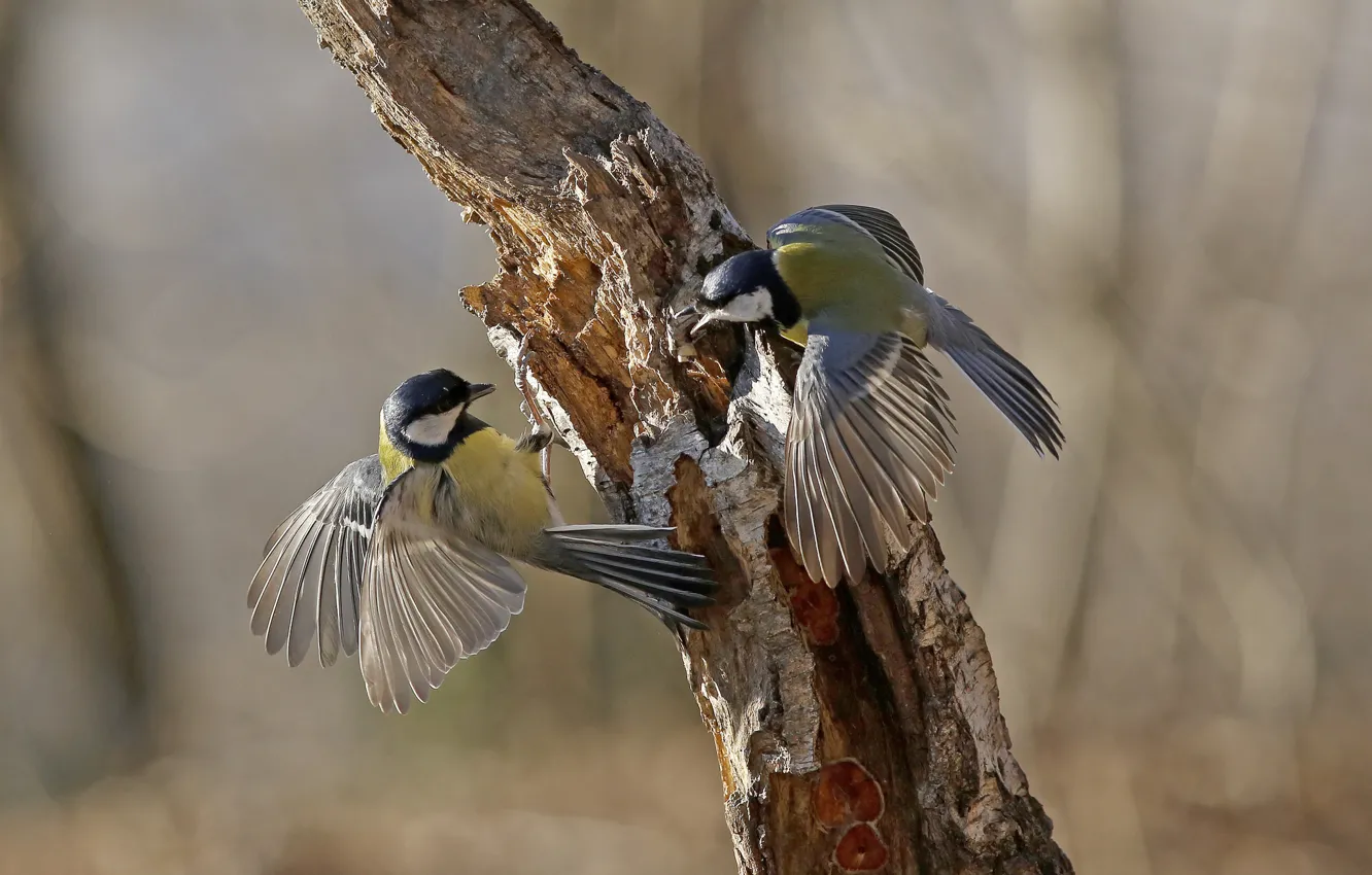 Photo wallpaper birds, tree, wings, feathers, tail, trunk