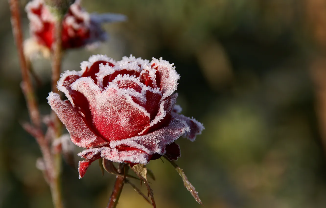 Photo wallpaper cold, frost, roses