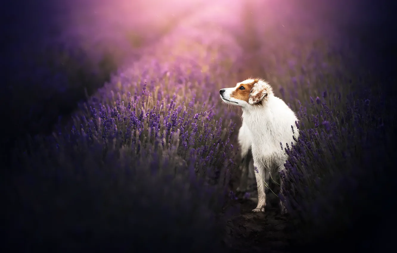 Photo wallpaper each, dog, lavender