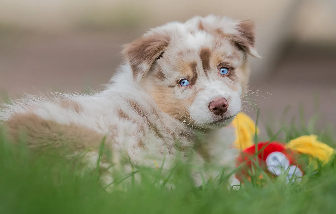 Photo wallpaper look, nature, pose, dog, puppy, face