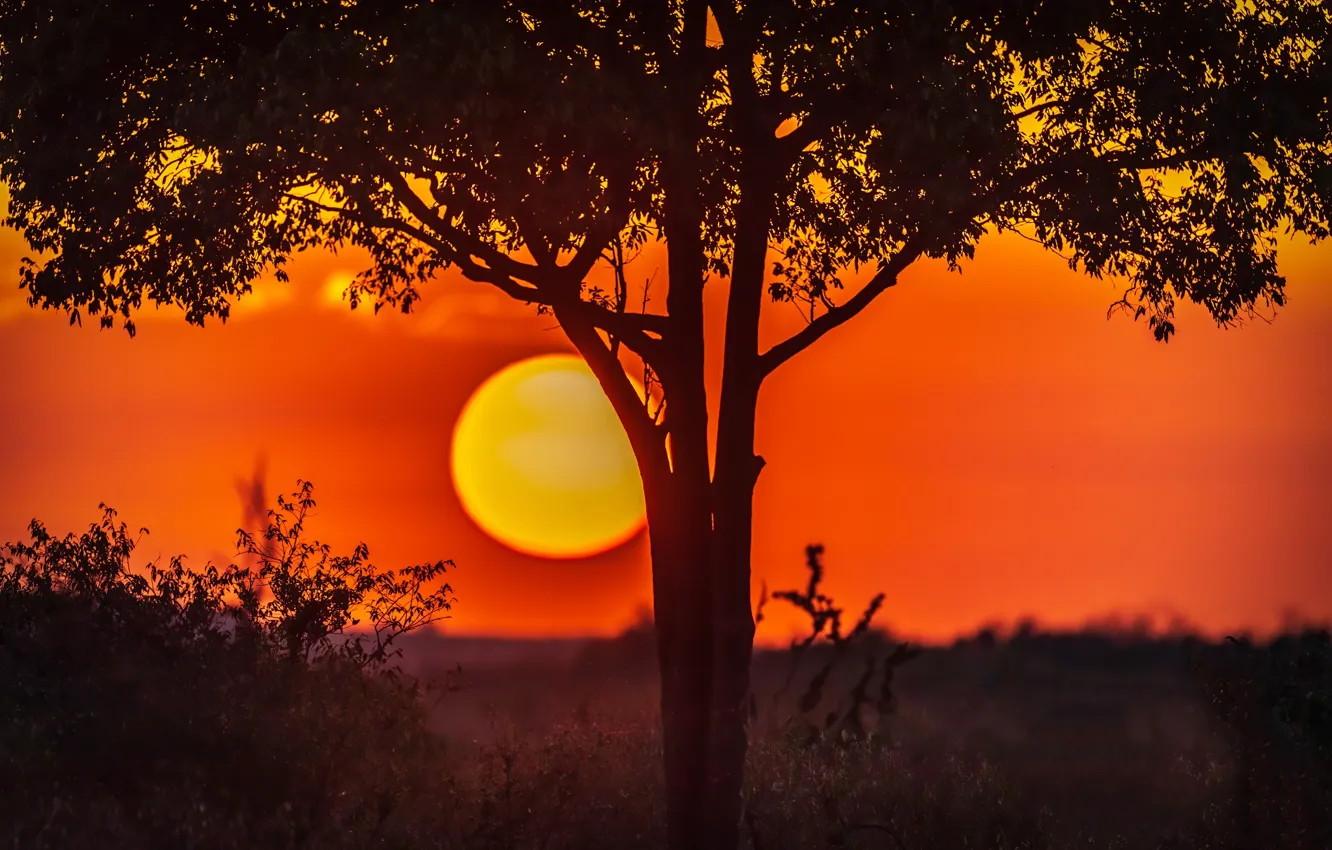 Photo wallpaper sunset, The sun, Sun, sunset, Jeffrey C. Sink