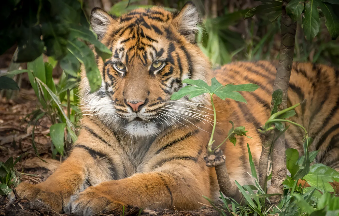 Photo wallpaper tiger, animal, predator, wool, color, beast
