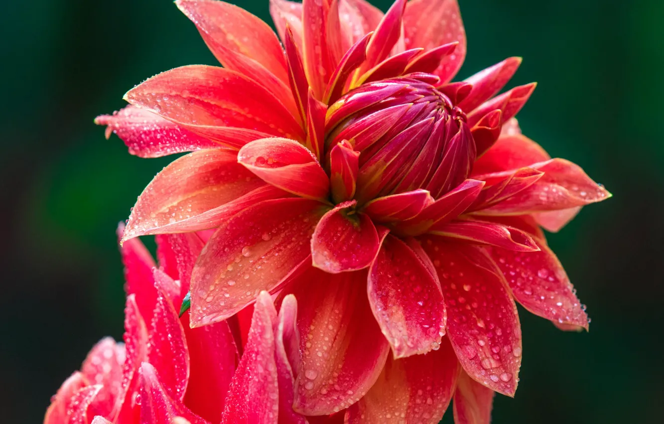 Photo wallpaper flower, drops, Dahlia